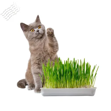 Котешка трева