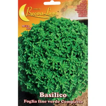 Босилек дребнолистен (Foglia Fine Verde Compatto)