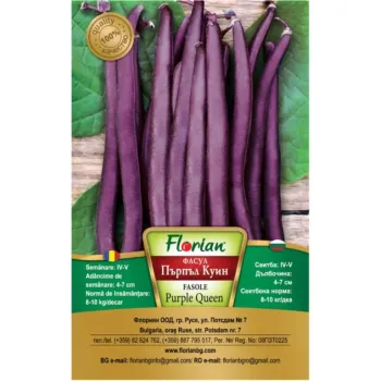 Фасул Пърпъл Куин (Purple Kuin) - X