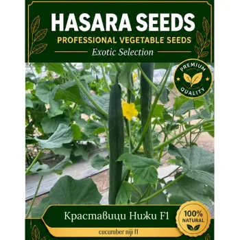 Краставици НИЖИ F1 (NIJI) - М