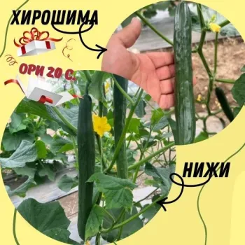 Промо пакет - краставици Хирошима 20 + Нижи 20 + подарък Ори 20