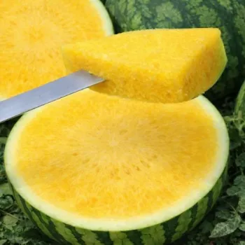 РАЗСАД ДИНЯ YELLOW BITE F1 