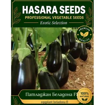 Патладжан БЕЛАДОНА F1 (BELLADONA) - M