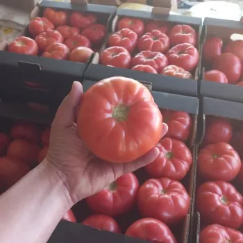 Домати ПИНК АЙ ДИ F1  (PINK ID) 