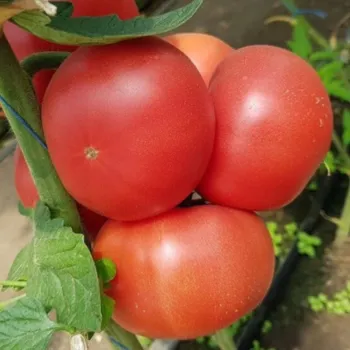 Домати ПИНК АЙ ДИ F1  (PINK ID) 