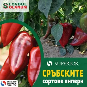 Пипер Слоново ухо  (SLONOVO UVO) - М