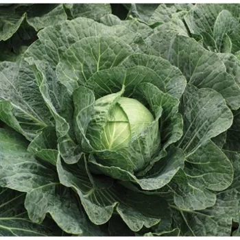 Зеле ГРИЙНЛАНД F1 (GREENLAND)