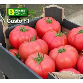 Домати ГУСТО ПИНК F (GUSTO PINK) - M