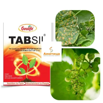 Табсил (Tabsil)