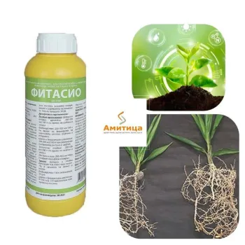 Фитасио (Fitasio)