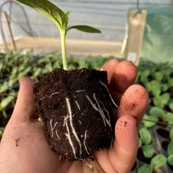 БОТЪЛ ГАРД Ф1 ( BOTTLE GOURD F1 )