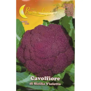 Карфиол Сицилия Виолетто (Di Sicilia Violetto) - Х