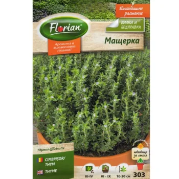 Мащерка (Thymus officinalis) - Х
