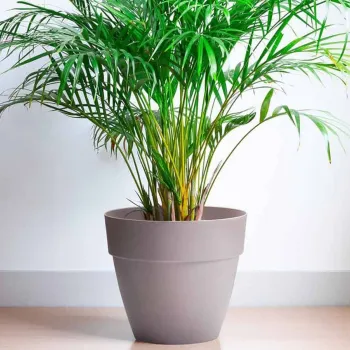 Саксия Gardena с дренаж Ø30cm