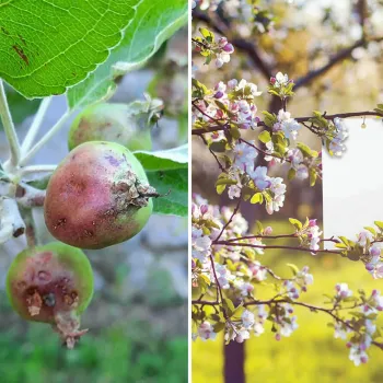 Лепящи Bio Plantella бели листове против насекоми и вредители 10 бр. ( за овошки и градината)