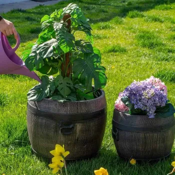Саксия Буренце голямо, L