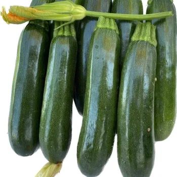 Тиквички КУНУРИ (КUNURI) 