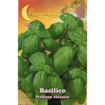 Босилек Италиански класически (Ocimum basilicum) - Х