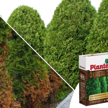 Комплект: тор за иглолистни растения Plantella 1 кг, пулверизатор + подарък ръкавици