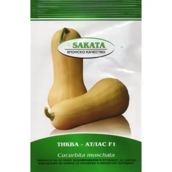 Тиква Атлас F1 (Atlas F1) - Х
