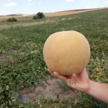 Пъпеши ДАКО F1 (DAKO)