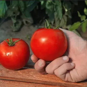 Домати РЕД БАУНТИ F1 ( RED BOUNTY ) 