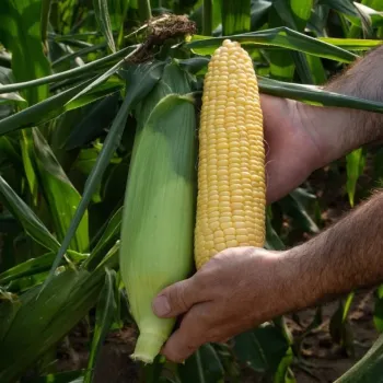 Сладка царевица ДРАЙВЪР F1 (DRIVER)