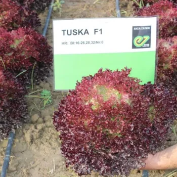 САЛАТА ТУСКА F1 (TUSKA)