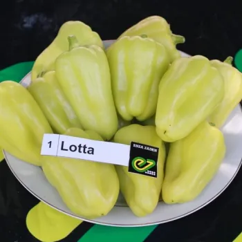 Пипер ЛОТА F1 (LOTTA)