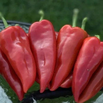 Пипер МЕШУР 48 F1 (MESHUR 48)