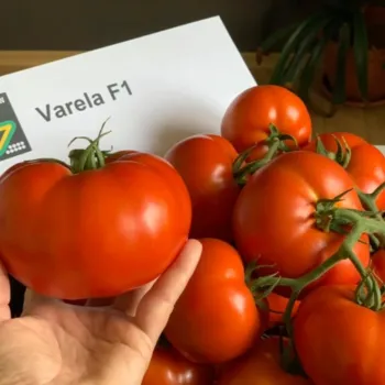 Домати ВАРЕЛА F1 (VARELLA) 