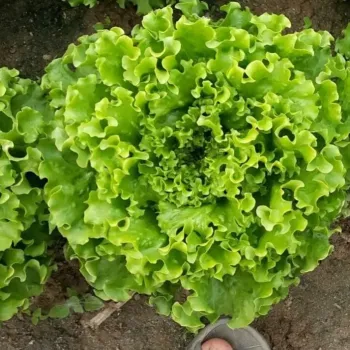 Салата Керилис F1 (Kerilis) 