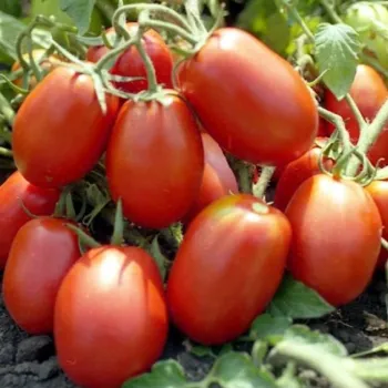 Домати РИО ГРАНДЕ  (RIO GRANDE  "HORTUS")