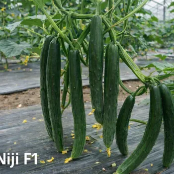 Краставици НИЖИ F1 (NIJI) - М