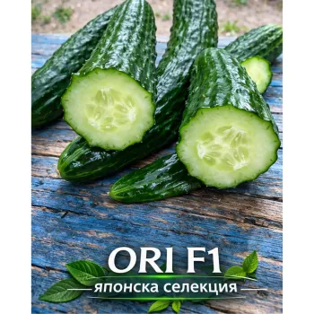 Краставици ОРИ F1 (ORI) - М