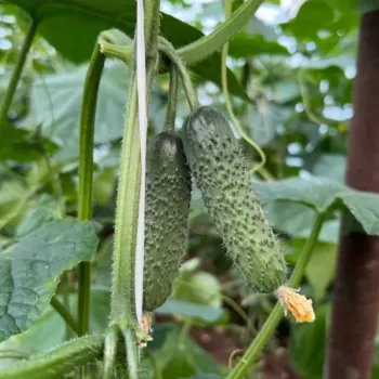 Корнишони ГРИЙН ГЛОРИ F1 (GREEN GLORY)