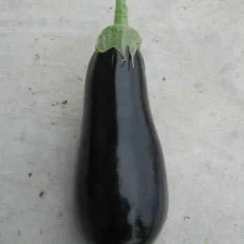 Патладжан 8005 F1
