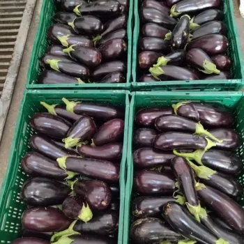 Патладжан 8005 F1