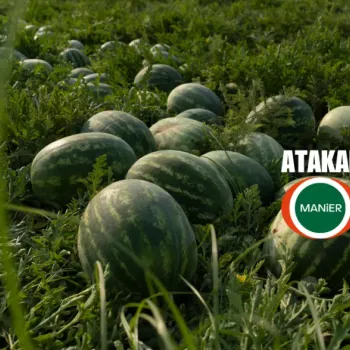 Дини Атакан F1 (Atakan) - M