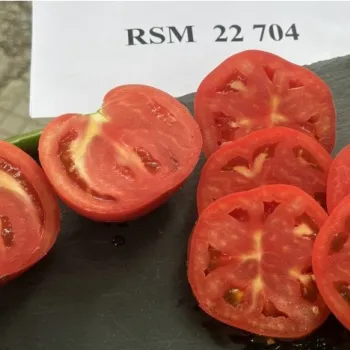 Домати RSM22704 F1 