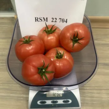 Домати RSM22704 F1 