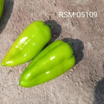 Пипер RSM 5109 F1