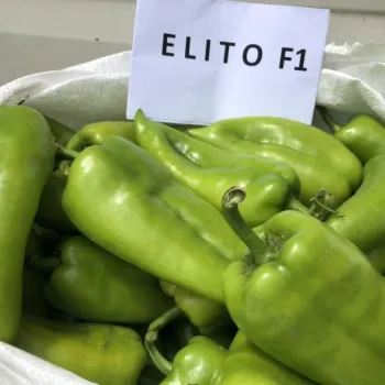 Пипер Елито F1 (Elito)
