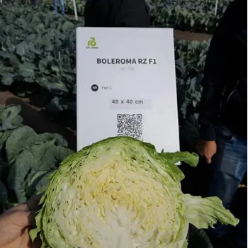 Зеле БОЛЕРОМА F1 (BOLEROMA)