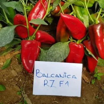 Пипер БАЛКАНИКА F1 (BALKANICA)