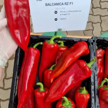 Пипер БАЛКАНИКА F1 (BALKANICA)