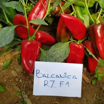 Пипер БАЛКАНИКА F1 (BALKANIKA) - М