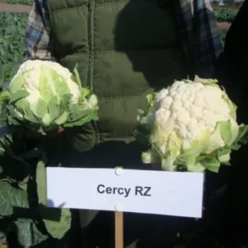 Карфиол ЦЕРЦИ F1 (CERCY)