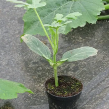 Подложки РУТ ПАУЪР F1 (ROOTPOWER)
