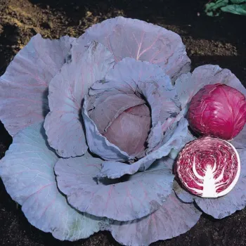Зеле РЕД ДЖУЕЛ (RED JEWEL)